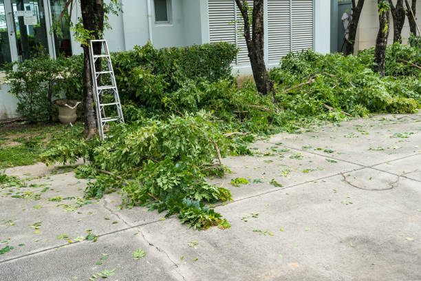 Best Arborist Services Near Me  in Edinburg, TX